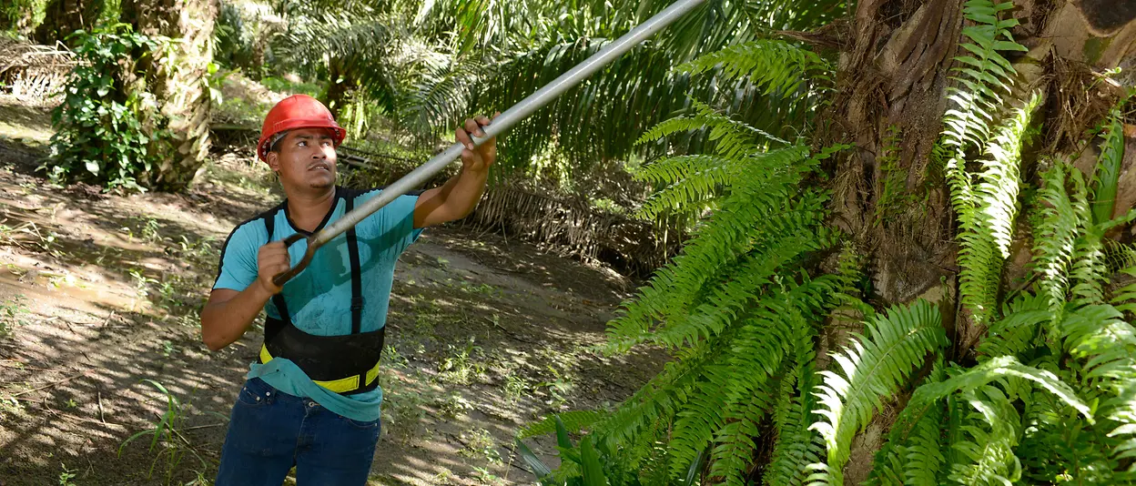 a man harvesting palm fruits in the palm forest