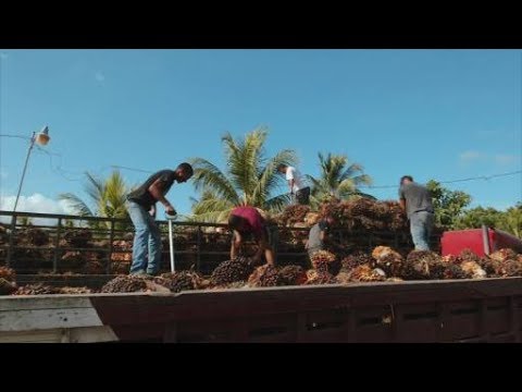 Sustainable palm oil production - Thumbnail