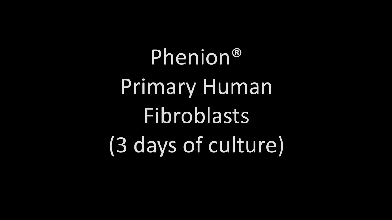 Primary Human Fibroplasts - Thumbnail