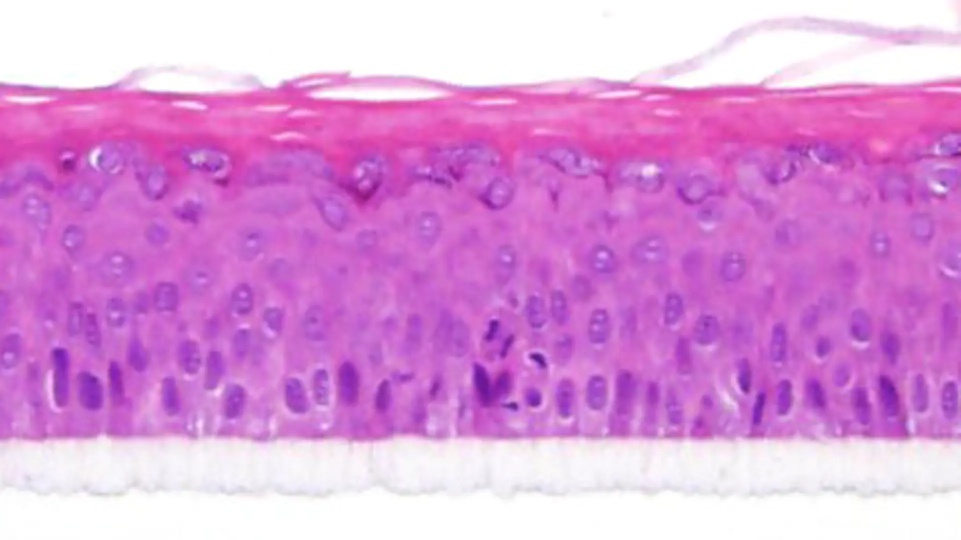 Microscopic picture of an epiCS® skin model
