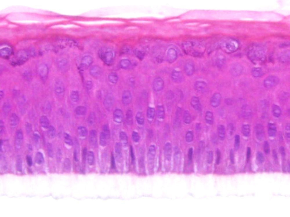 

Tissue architecture of the epiCS model (H&E staining)