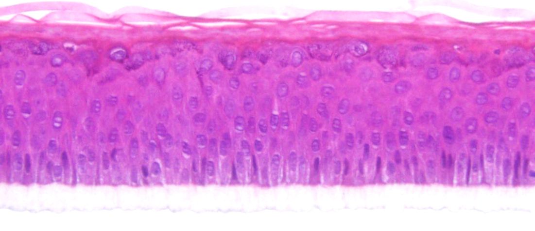 

Tissue architecture of the epiCS model (H&E staining)