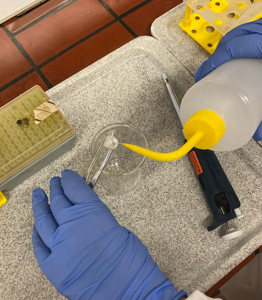 

Veterinary student conducting the in vitro skin corrosion test with an epiCS model.