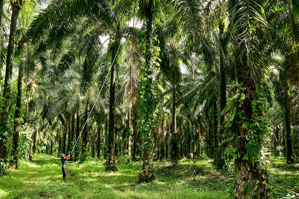 A man is using a long, thin pole to cut the branch of a palm tree. He is standing in the middle of a palm forest.