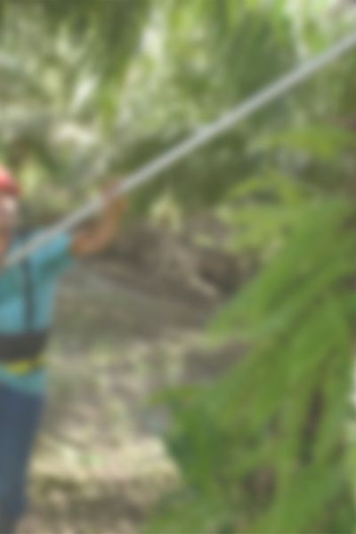 sustainable palm oil