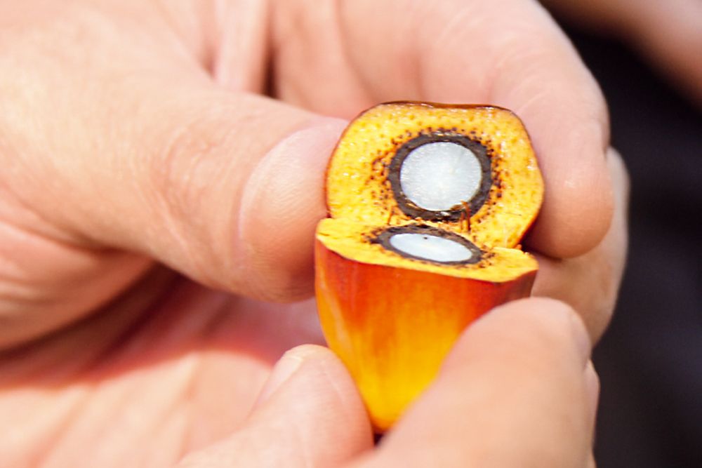 Promoting sustainable palm oil: Two hands are holding a palm fruit cut open