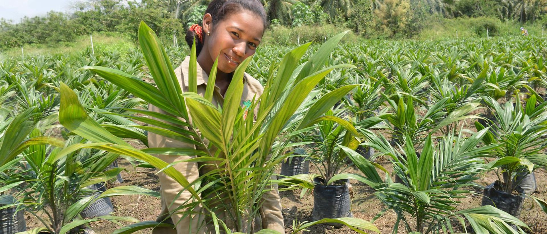 Women with dark skin in a field of a new planed palm tree field.