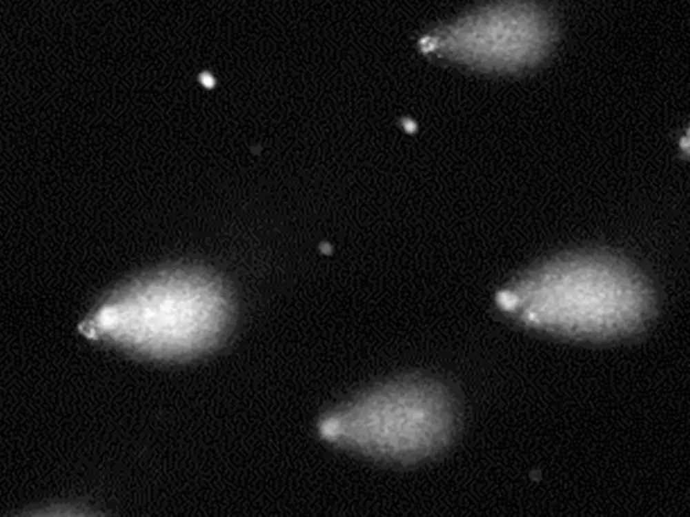 3d-skin-comet-assay