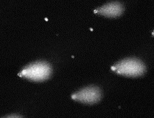 3d-skin-comet-assay