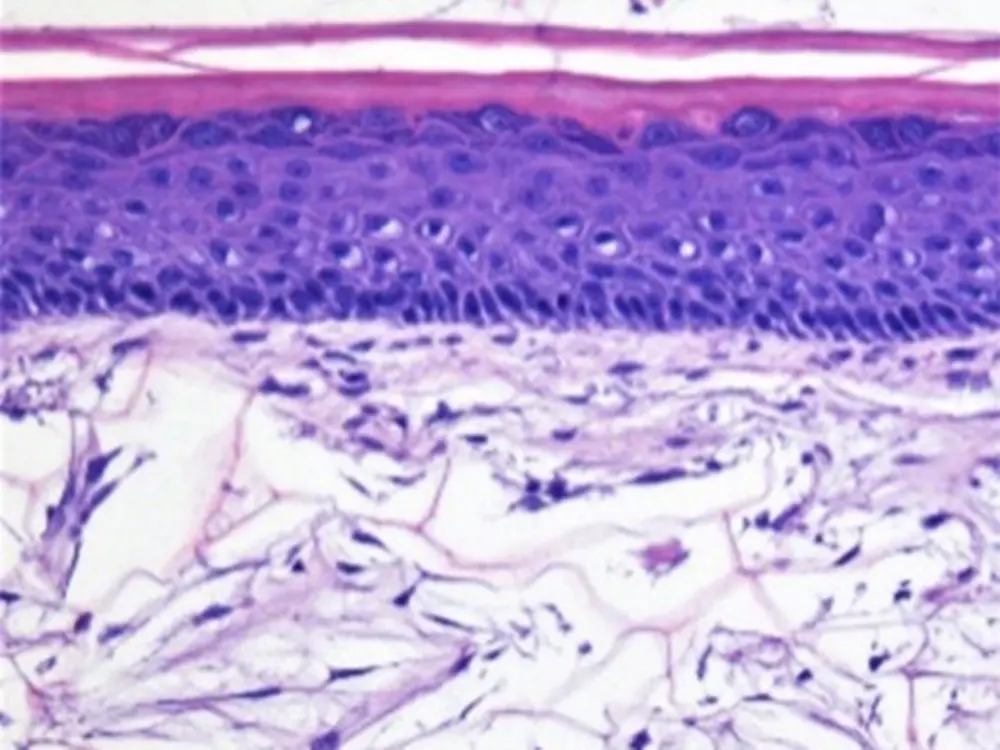 in-vitro-test