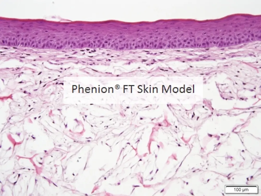 Phenion FT Skin Model