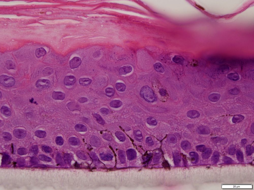 Fig. 1 This figure demonstrates H&E staining of epiCS-M and markers specific for cornification (filaggrin) and melanocytes (HMB45) at days 7 or 14 of ALI.