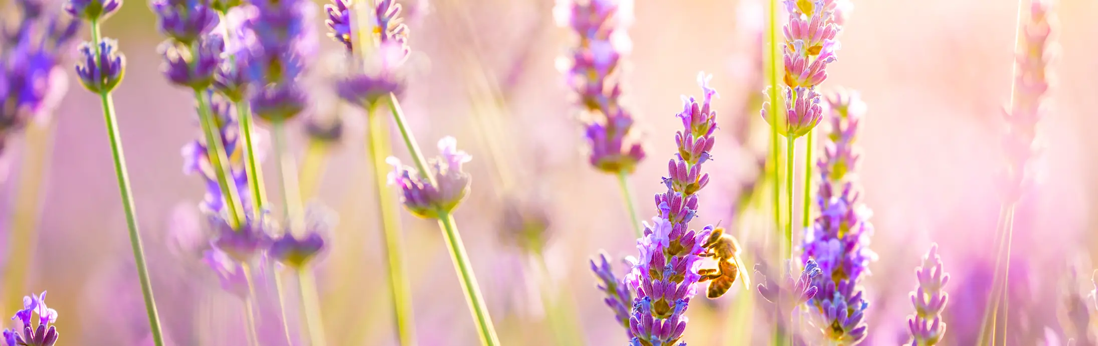 A lavender field