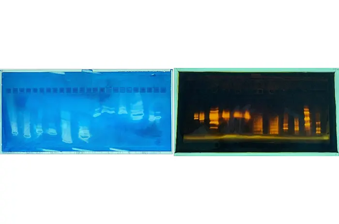 Two gels from isoelectric focusing for enzyme analysis: left blue-stained with bright bands, right fluorescent in yellow-orange.