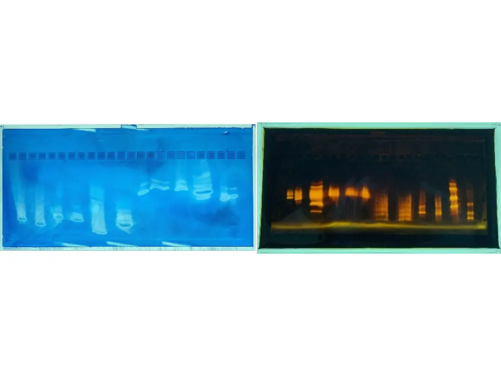Two gels from isoelectric focusing for enzyme analysis: left blue-stained with bright bands, right fluorescent in yellow-orange.