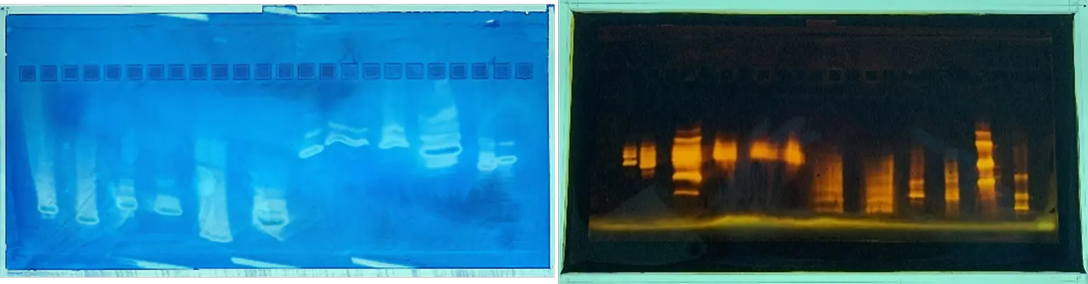 Two gels from isoelectric focusing for enzyme analysis: left blue-stained with bright bands, right fluorescent in yellow-orange.