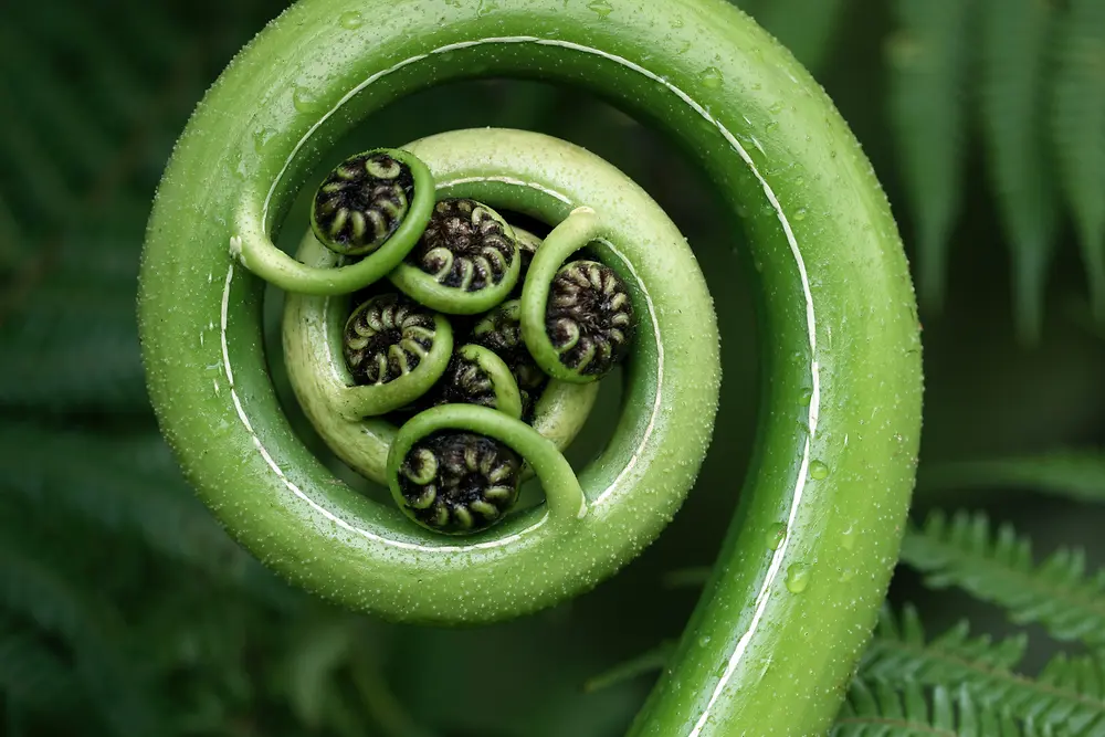 A close-up of an unfurling green fern frond, shaped in a spiral with small curled leaflets at its center, surrounded by lush green fern leaves.