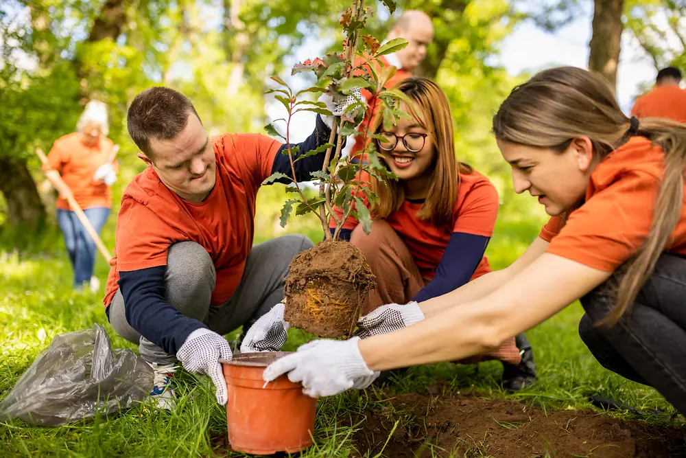 Several people working together outdoors to plant a young tree in a grassy, sunlit park area.