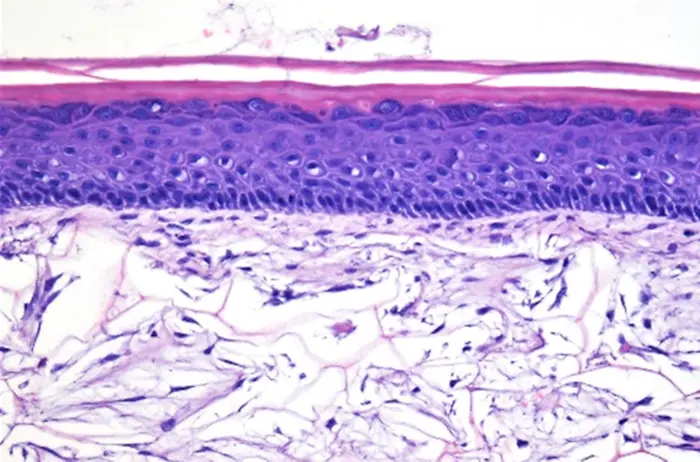 Phenion® FT Skin Model: Tissue architecture