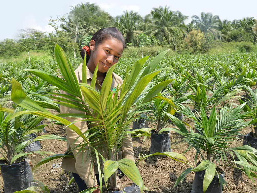 
A woman standing in a field of young palm plants, holding a small palm seedling and smiling