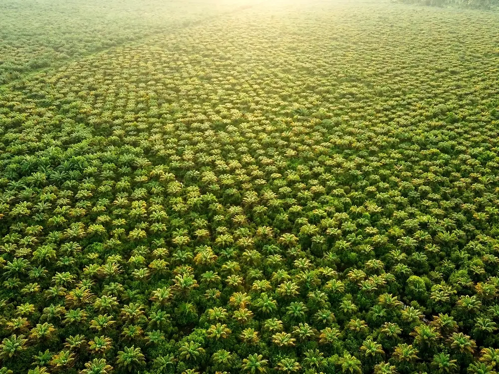 
Aerial view of a large, dense plantation of evenly spaced palm trees
