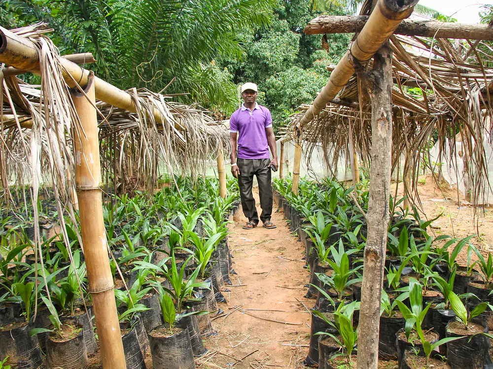 Farmer standing in an agriculture plot with young plants growing under shaded structures.