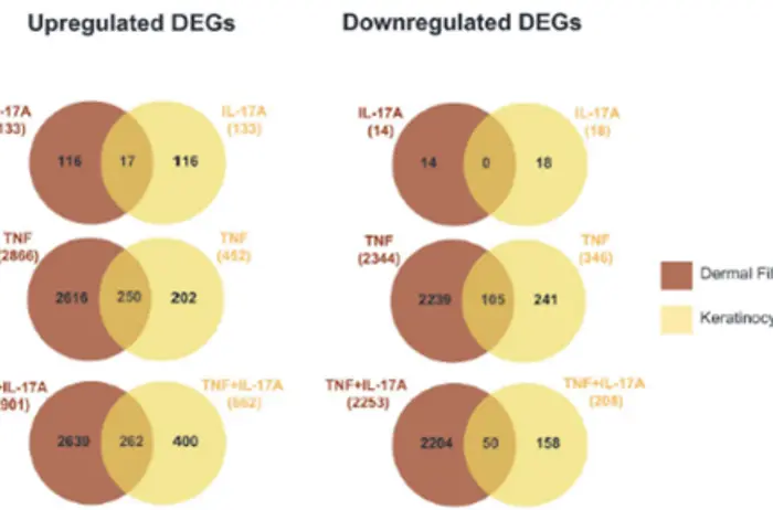 
Figure from: Svraka et al., Exp Dermatol 2026; https://doi.org/10.1111/exd.70232