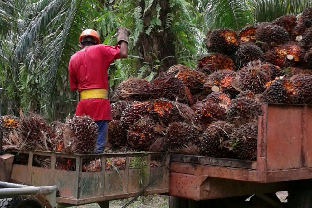 Henkel palm oil smallholder project