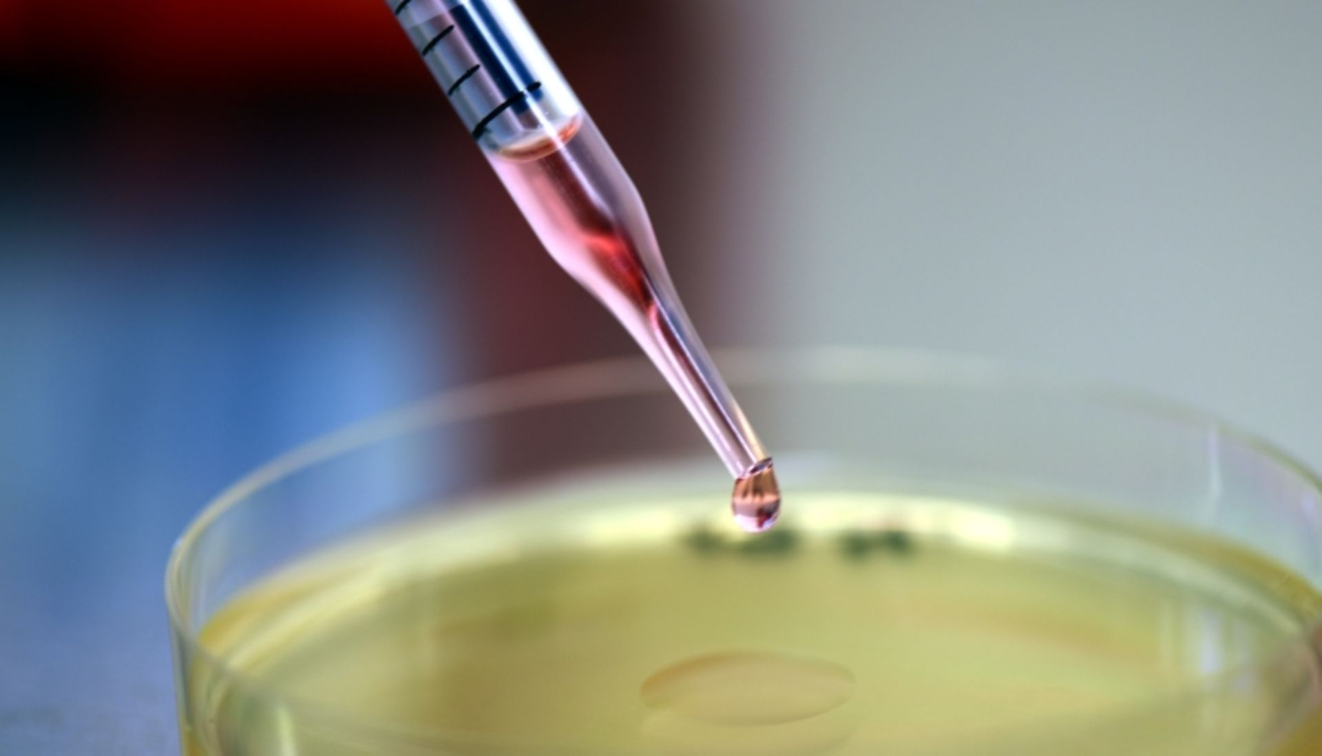 Tissue engineering in petri dish with pipet.
