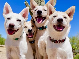 obin Kingma and her colleagues from Henkel North America founded the organization Arizona Cattle Dog Rescue in 2010