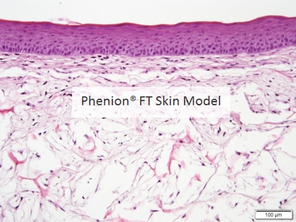 

Phenion FT Skin Model