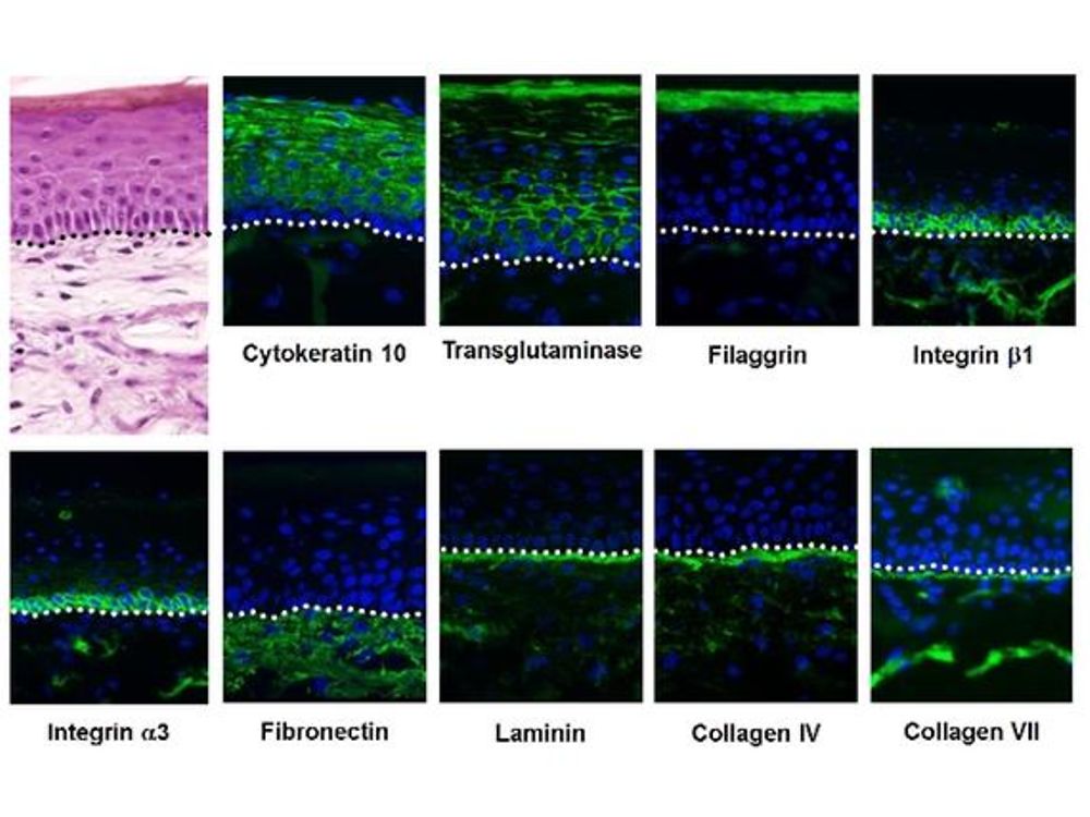Visualization of exemplary differentiation proteins by immunofluorescent labeling.