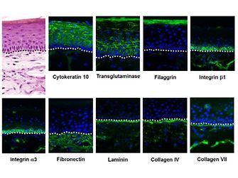 Visualization of exemplary differentiation proteins by immunofluorescent labeling.
