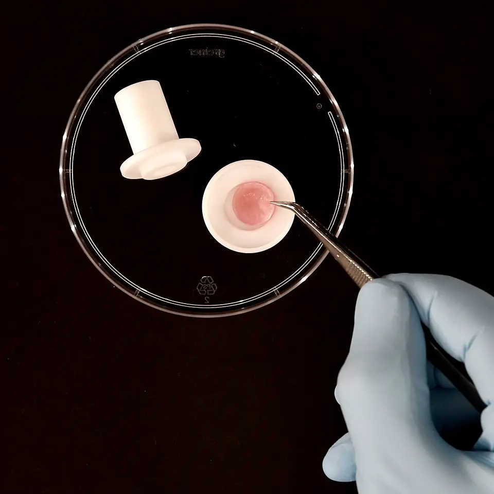 Phenion adapter for Franz cells with Phenion skin model
