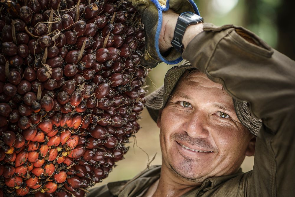 Oil palm Indonesia bans