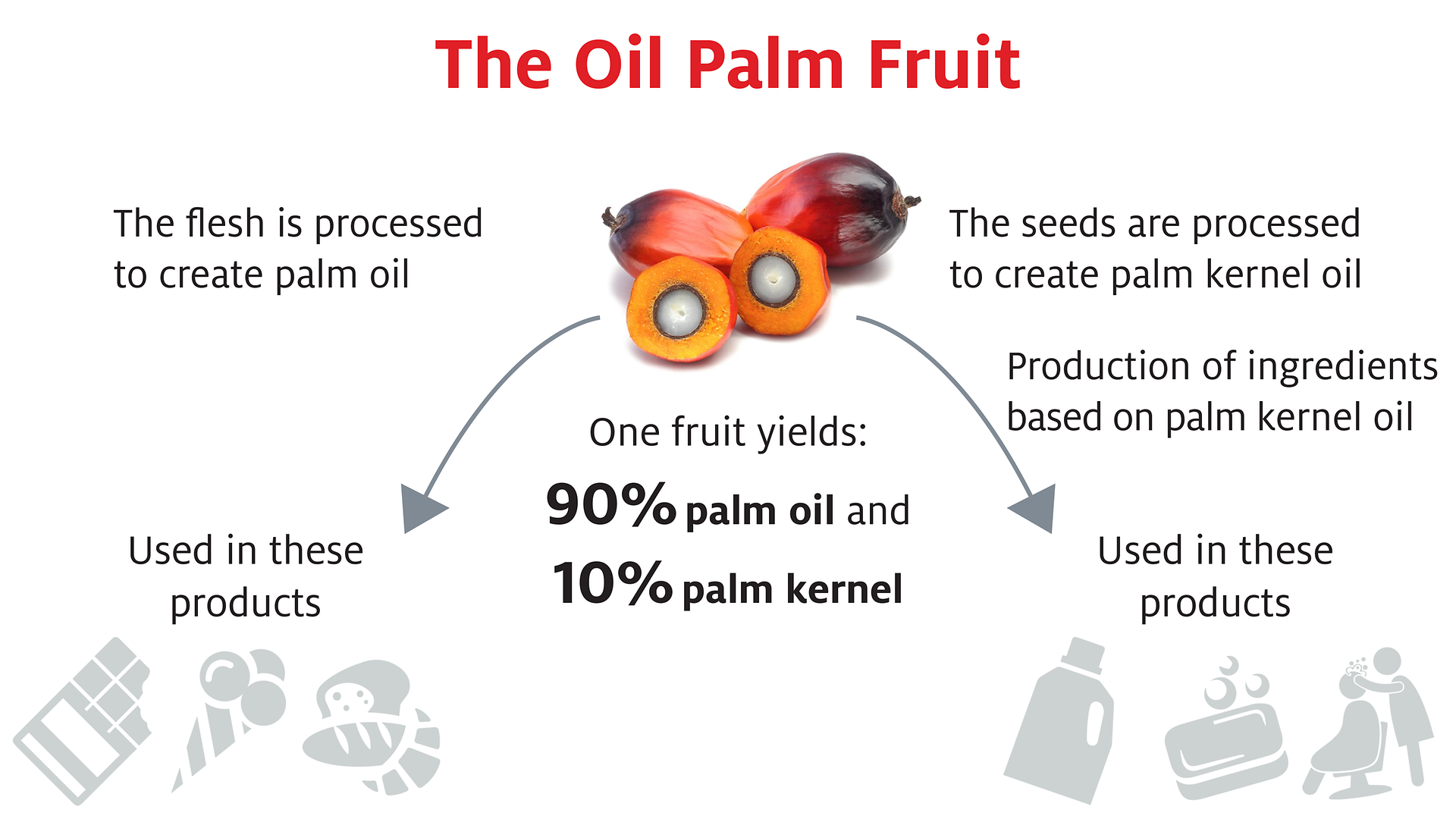 Infographic: The oil palm fruit